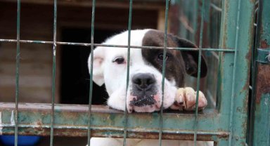 Uzmanı uyardı, "Hareketsiz kalmak köpek saldırılarını önleyebilir"