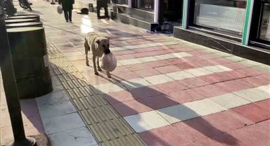 Verilen yemekleri yemeden yavrularına götüren anne köpeğin şefkati duygulandırdı