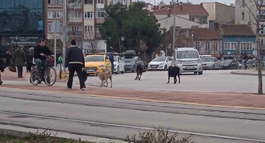 Eskişehir'de başıboş köpekler çevreye endişe veriyor