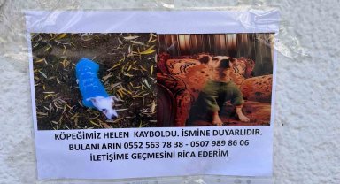 Eskişehir'de kayıp hayvan ilanları artıyor