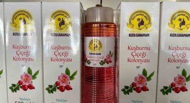 Kızılcahamam'da çamdan sonra kuşburnunun da kolonyası yapıldı