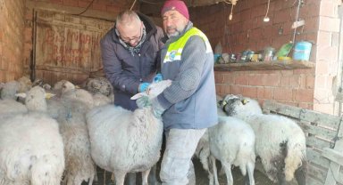Küçükbaş hayvan yetiştiriciliği destekleme miktarında önemli artış