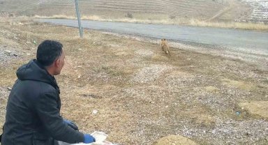 Kurnaz tilki bu kez yakayı ele verdi