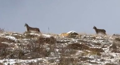 Niğde'de Nesli Tükenme Tehlikesi Altındaki Vaşak Görüntülendi