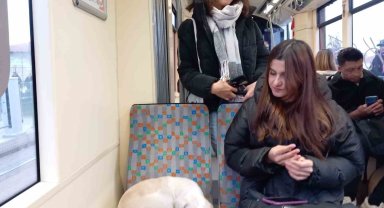 Soğukta üşüyen köpek sıcak tramvaya sığındı