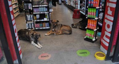 Soğukta üşüyen köpekler sıcak işletmelere sığındı