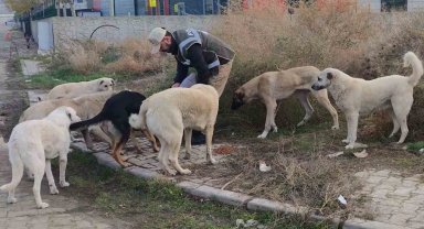 Sokak hayvanlarının can dostu HAYDİ polisleri: Onlarcasını elleriyle beslediler