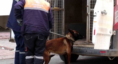 Tasmalı köpek dehşet saçtı, 2'si çocuk 4 kişiyi yaraladı
