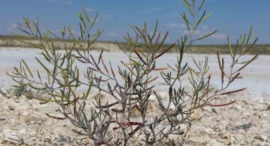 Türkiye'nin ilk astronotu Gezeravcı'nın uzaya götürdüğü bitki: 'Schrenkiella parvula'