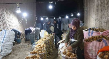 Türkiye'nin patates ihtiyacı Kapadokya'daki depolardan karşılanıyor