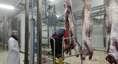 Ülkenin kırmızı et ihtiyacının bir kısmı Çekerek ilçesinden karşılanıyor