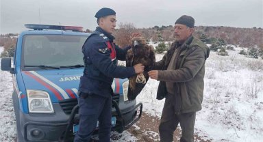 Yozgat'ta jandarmanın bulduğu yaralı şah kartalı tedaviye alındı