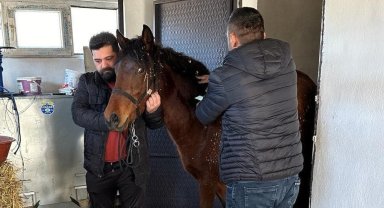 Beyşehir'de rahvan atlara sağlık taraması