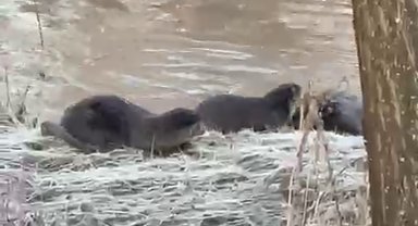 Biri bile görülemezken üçü bir arada görüntülendi