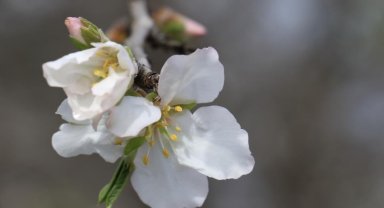 Cemre havaya düştü