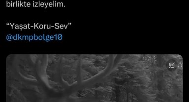 Fotokapanlara yansıyan yaban hayvanlarının eşsiz uyumu