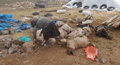 Karaman’da çatısı çöken ahırdaki 20 koyun telef oldu