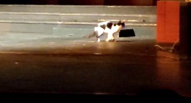 Konser esnasında sahneye çıkan kedi gülümsetti