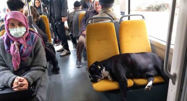 Köpek koltukta uyudu, yolcu ayakta seyahat yaptı