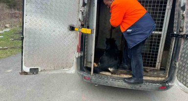 Mahalleli istedi başı boş köpekleri topladı, hayvan severlerle başı derde girdi