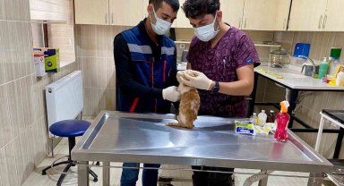 Sincan'da sokak hayvanları güvende