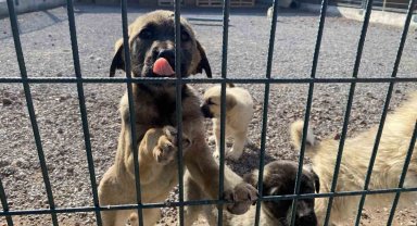 Sokak hayvanlarının yeni yuvası: 'Pet-i Bor'