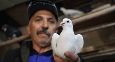 40 yıldır kumrularla çocuk gibi ilgileniyor