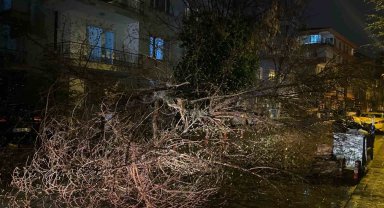 Ankara'da fırtına nedeniyle ağaç devrildi