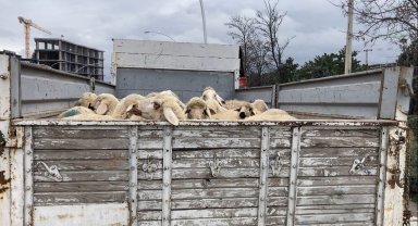 Ankara'da küçükbaş hayvan yüklü kamyon devrildi: 1 yaralı