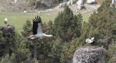 Bahar geldi, ardıç ağaçlarının üzerindeki yuvalar leyleklerle şenlendi