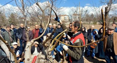 Eskişehir çiftçisine meyve ağaçlarında budama ve aşılama eğitimi verildi