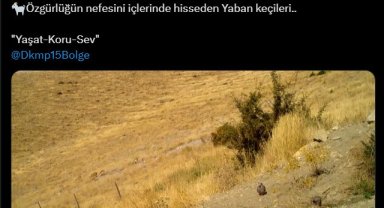 Kınalı keklikler ve yaban keçileri fotokapana takıldı
