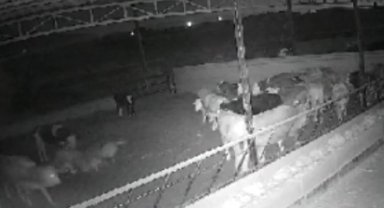 Kırşehirli çiftçi, 'Kamera kaydı olmasa mandıraya kurt girdiğine inanmazlar'
