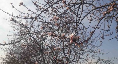 Konya'da badem ağaçları çiçek açtı