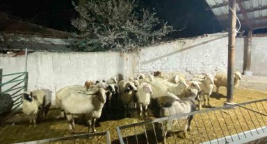 Konya'da koyun hırsızlığı şüphelisi yakalandı