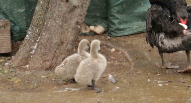 Kuğulu Park'ın yeni yavruları görüntülendi