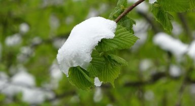 Meteoroloji'den "zirai don" uyarısı