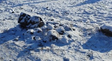 Niğde'de köpek dövüştüren 83 kişi suçüstü yakalandı