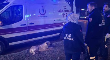 Sağlık çalışanları yağmurlu havada yaralı köpeğin başında dakikalarca bekledi