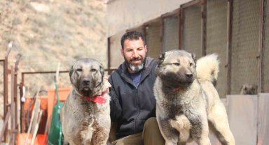 Sokak köpeklerinde kurt özellikleri görülmeye başladı