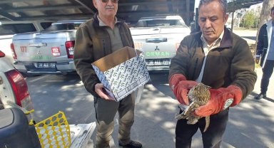 Yaralı kulaklı orman baykuşu tedavi altına alındı