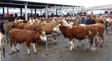 Yozgat'ın Kadışehri ilçesinde şap karantinası!