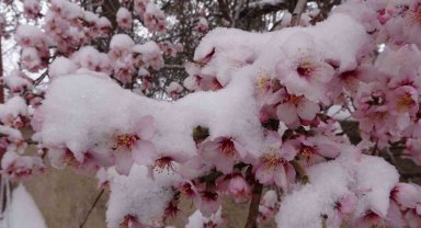 Yozgat'ta erken çiçek açan badem ağaçları kar altında kaldı