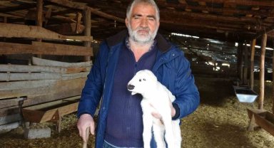 Yozgat'ta yetiştiriciler yeni doğan kuzularla sürülerini büyütüyor