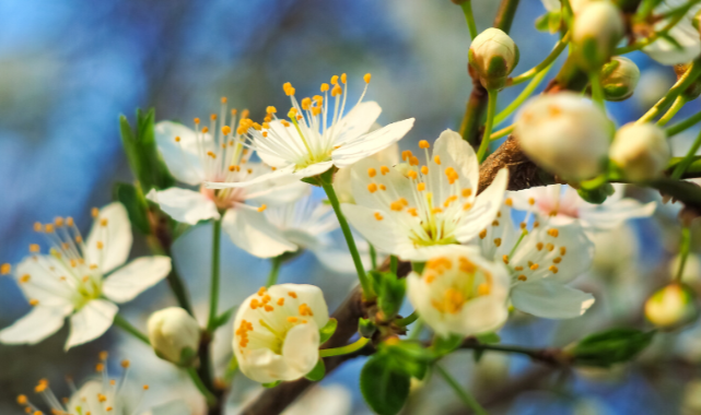 Karaman’a Bahar Geldi: Cemre Toprağa Düştü!