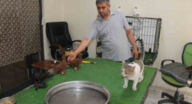 Milyonluk güvercinleri ’azılı düşmanları’ koruyor