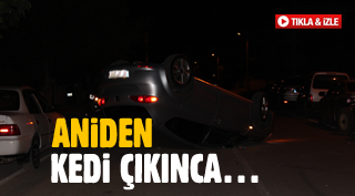 ANİDEN KEDİ ÇIKINCA…