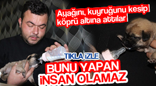 DOĞASEVER KÜÇÜK KÖPEĞİN HAYATINI KURTARDI