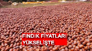 FINDIK FİYATLARI YÜKSELİŞTE