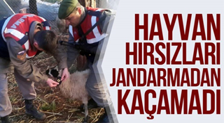 HAYVAN HIRSIZLARI JANDARMADAN KAÇAMADI